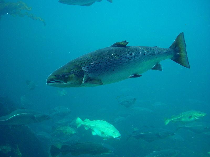 Laks.Foto: Hans-Petter Fjeld/Wikimedia Commons