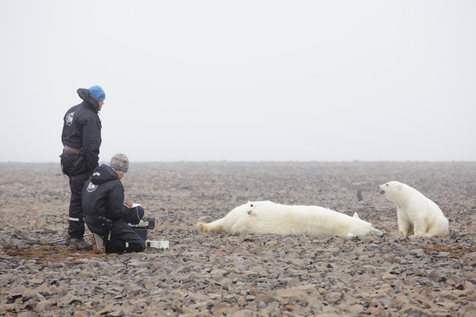 Magnus Andersson og Jon Aars fra Norsk Polarinstitutt venter på at bedøvelsen skal virke på isbjørnen. Ei binne er immobilisert og får påført et satellitthalsbånd. En 7 måneder gammel unge ser på.