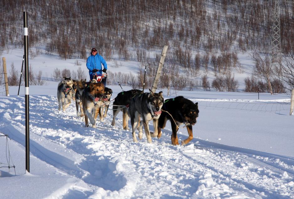 Som eneste spann fra Finnmark er Arctic Musher – Hammerfestspannet påmeldt til Iditarod 2016