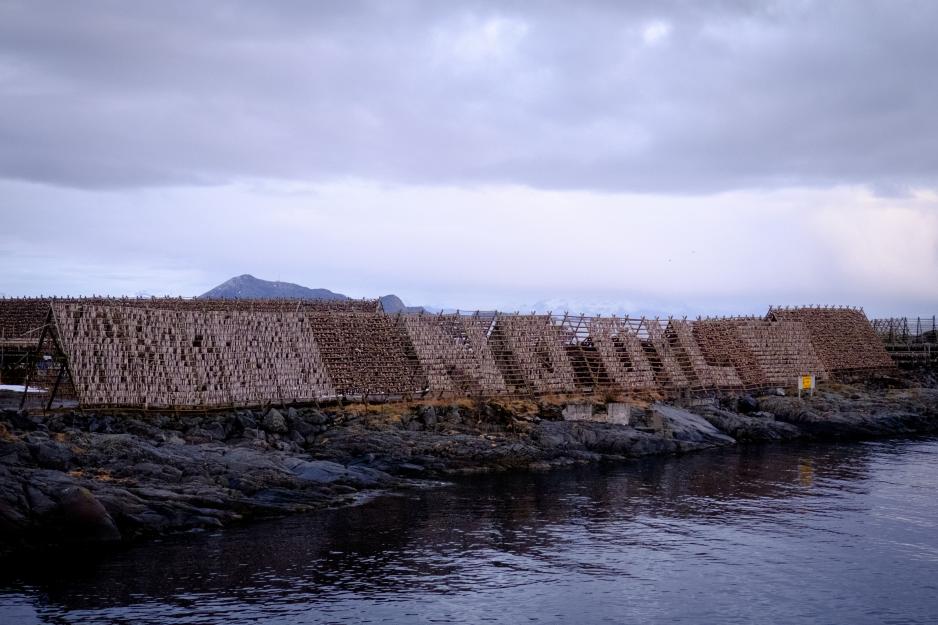 Fishermen protesting the planned oil exploration in Lofoten using stockfish, 2016. (Photo: Sven-Kåre Evenseth)