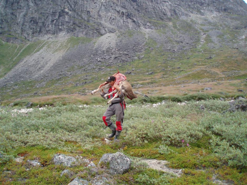 Hunter carrying reindeer, Greenland. Country food continues to be an important, albeit insufficient, part of many Arctic indigenous peoples’ diets. (Photo: Kasper Cordt Olsen, Wikimedia Commons)