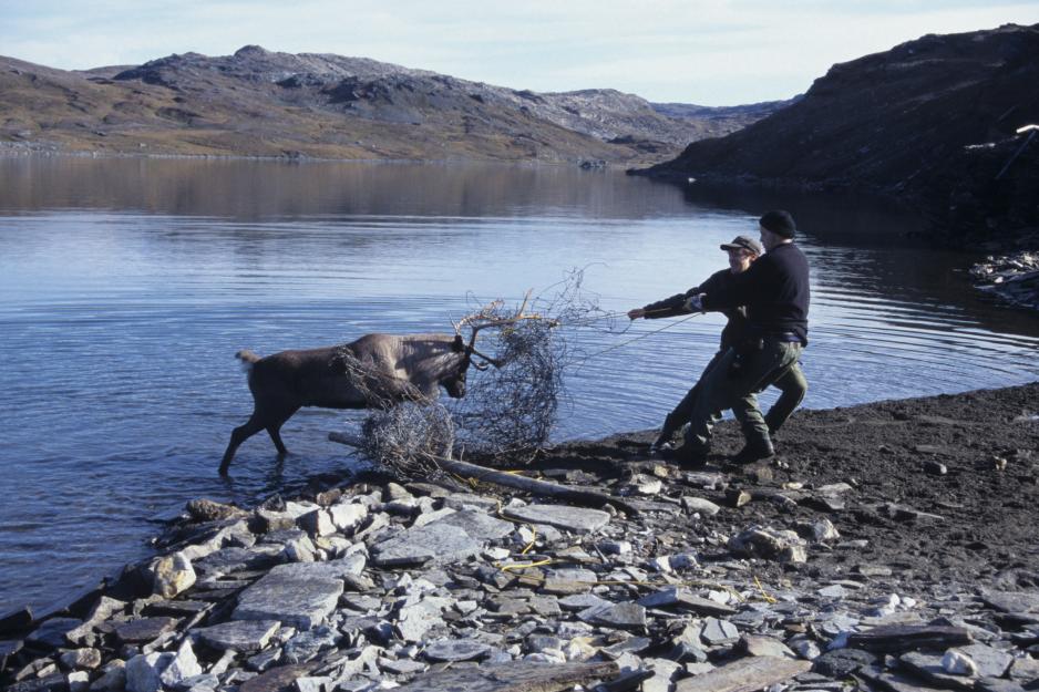 - The idea of setting up wire fences along the mountain borders in order to keep Swedish reindeer from entering Norway was a poor idea and caused a lot of suffering, Larsen says.