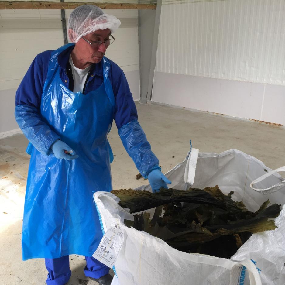 Kelp loses about 90 percent of its weight after drying. (Photo: Jennifer Kingsley).
