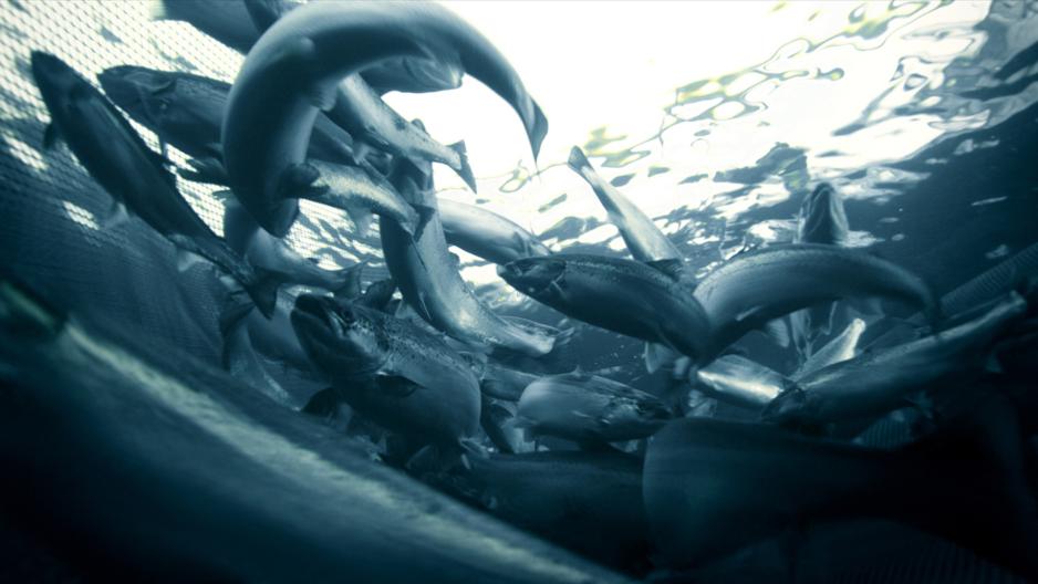 Laks i merd - foto: Marine Harvest.