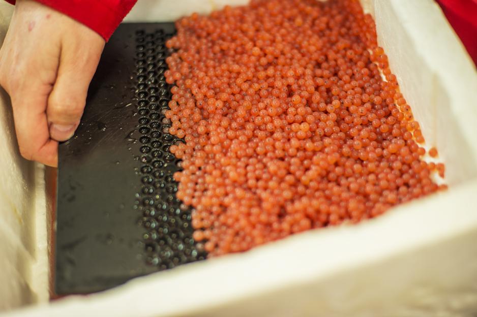 Mellom 70 og 80 prosent av lakseeggene som skal produseres i anlegget i Sørfold vokser opp og blir matfisk. (Foto: SalmoBreed).