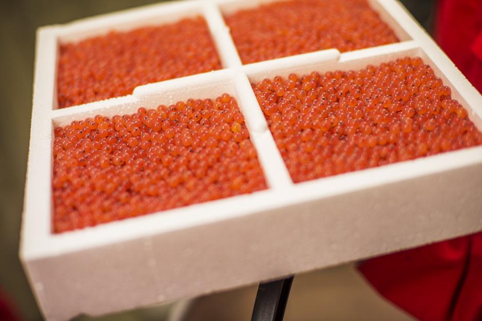 Den nye fabrikken i Sørfjorden i Sørfold skal produsere omkring 100 millioner lakserognkorn i året, nok til å dekke 25 prosent av det norske markedet for smolt. Men kapasiteten blir langt høyere. (Foto: SalmoBreed)