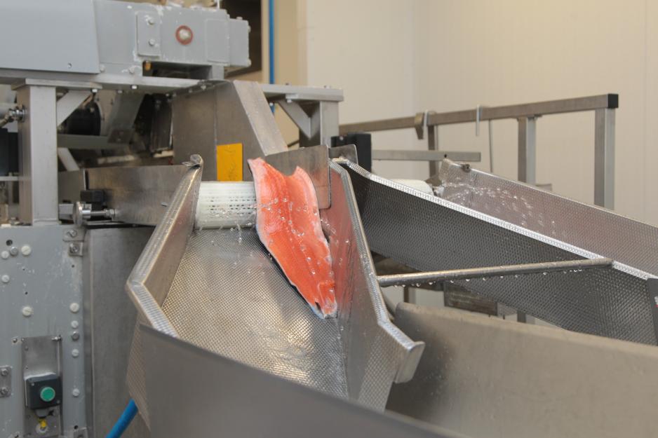 Produksjonslinje for laks. Foto: Marine Harvest.