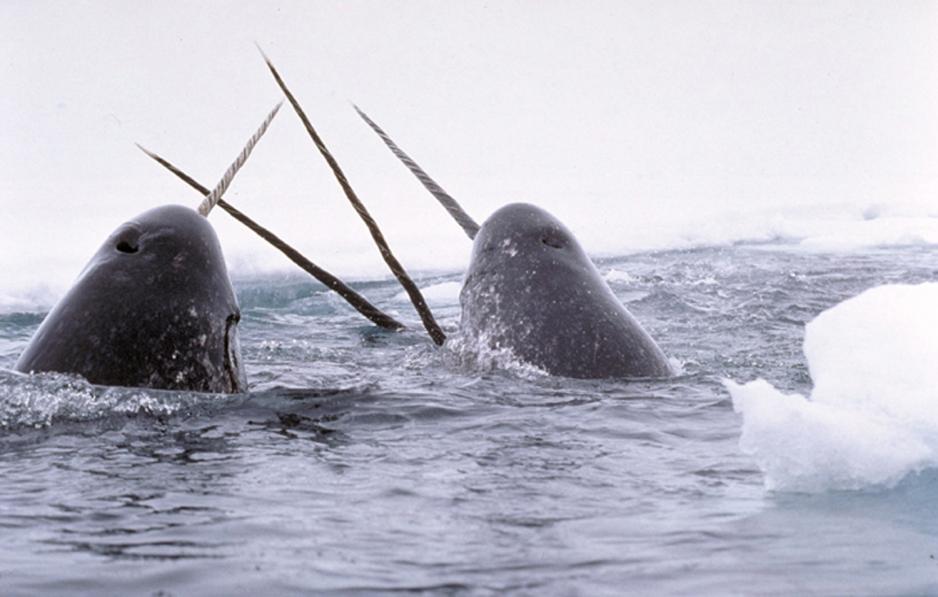 Narhval er en viktig ressurs for inuittkulturen. (Foto: Wikipedia).
