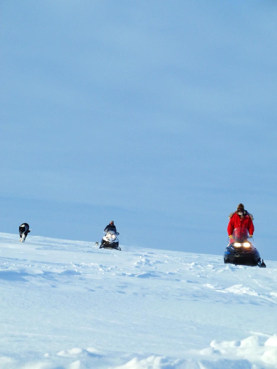 Biologists use scent-trained dogs to find polar bear dens. (Credit: Craig Perham, US Fish and Wildlife Service)