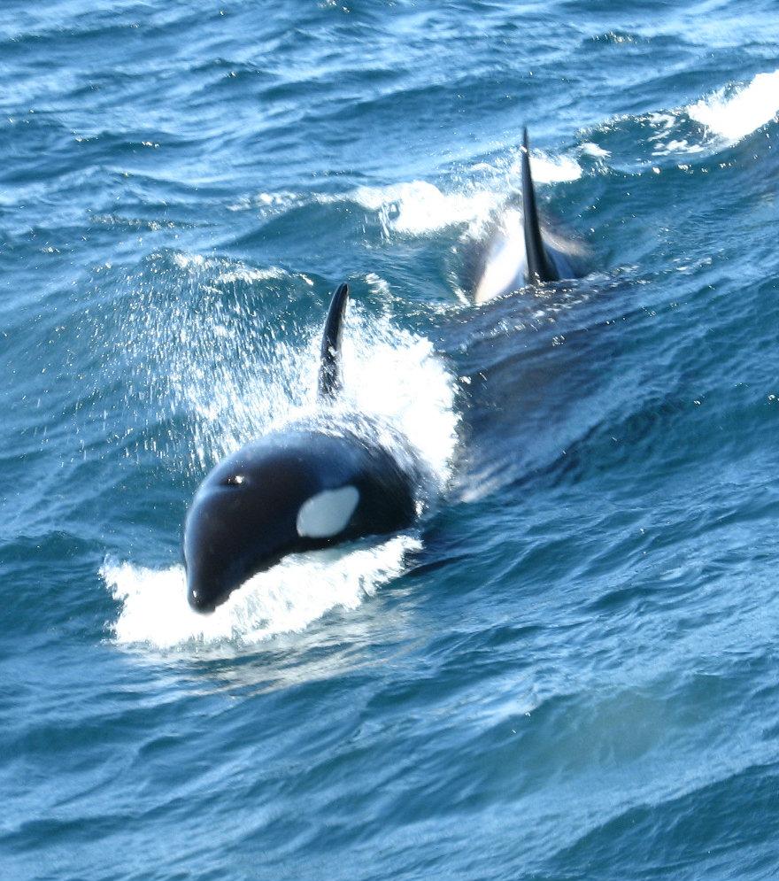 En spekkhogger som fosser forbi båten kan fremkalle gåsehud for noen hver. (Foto: Martin Lindner, Wikimedia commons).