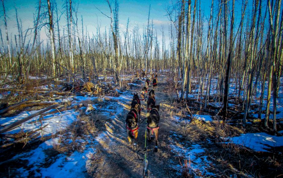 Krevende løyper: De siste årene har snømangel vært et av de store samtaletemaene både før og etter Iditarod. Tidligere har vi hørt om knuste sleder og hardt skadede hundekjørere. I 2016 gikk det stort sett bra å kjøre på frossen barmark. (Foto: Privat)