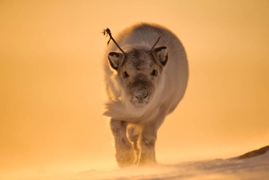 - Svalbard reindeer are curious animals. You can often just sit down and they will come to you. This reindeer shot was captured in strong winds under the midnight sun, Markussen says. (Photo: Tommy Dahl Markussen)