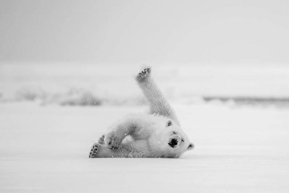 Animals in their true element are treasures for a passionate nature photographer. (Photo: Tommy Dahl Markussen)