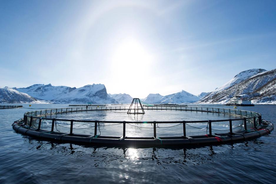 Laks- og ørret får lavere eksportavgift fra 1. januar 2016. (Foto: Johan Wildhagen/Norges Sjømatråd)