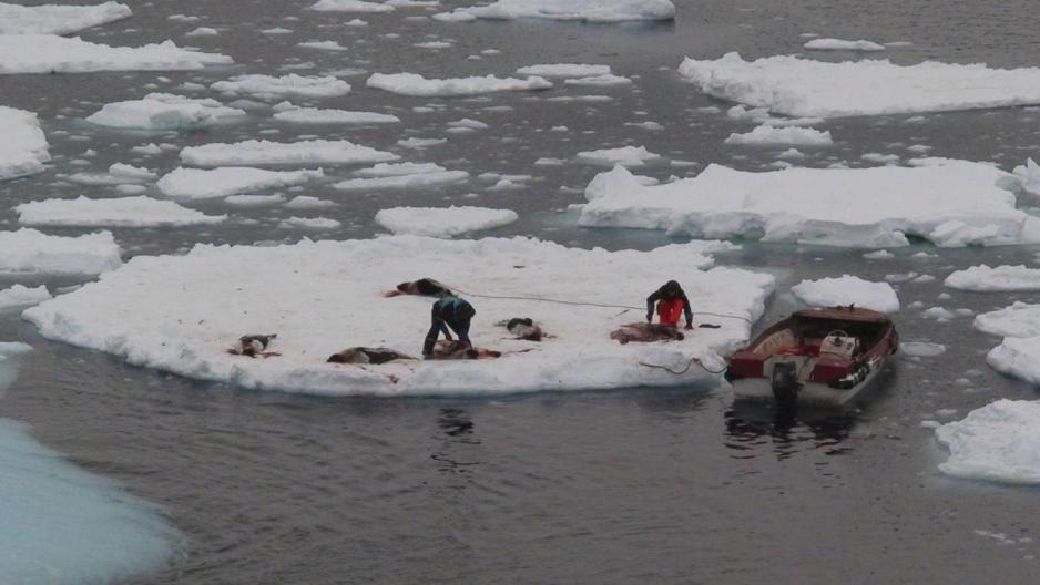 Going sealhunting on the polar ocean ice is no easy task today, although the culture attracts more adventurers than business minds these days. (Photo: Bjørne Kvernmo)