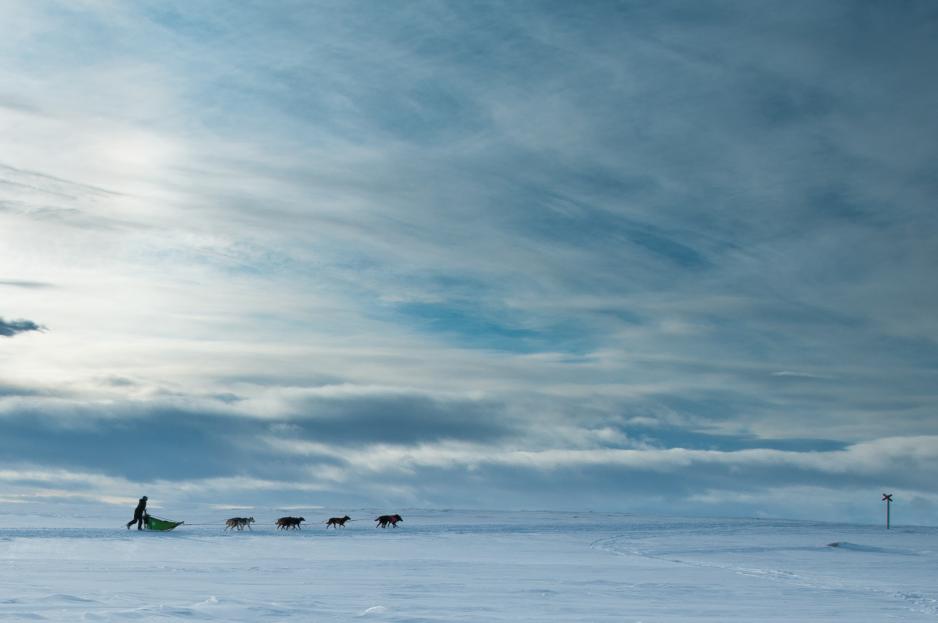 Om det koker i Alta er kjørerne alene med sine hunder under den 1000 kilometer lange reisen over Finnmarksvidda. Foto: Geir Stian A. Larsen
