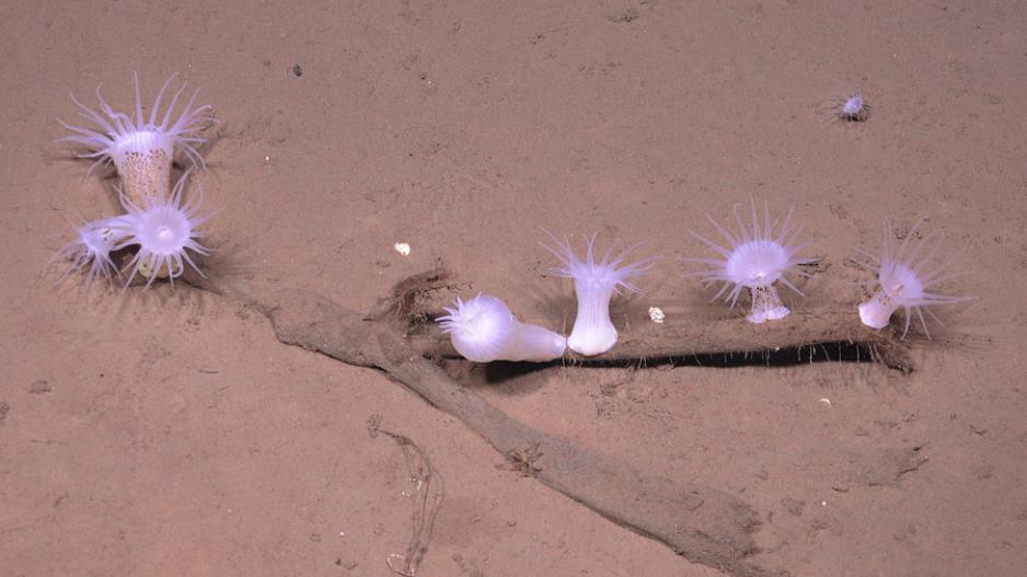 Disse sjøanemonene vokser på det forskerne tror er trebiter. På denne dybden er det få skapninger som klarer å fordøye cellulose, så trebiter kan vare lenge. anemone GoNorth