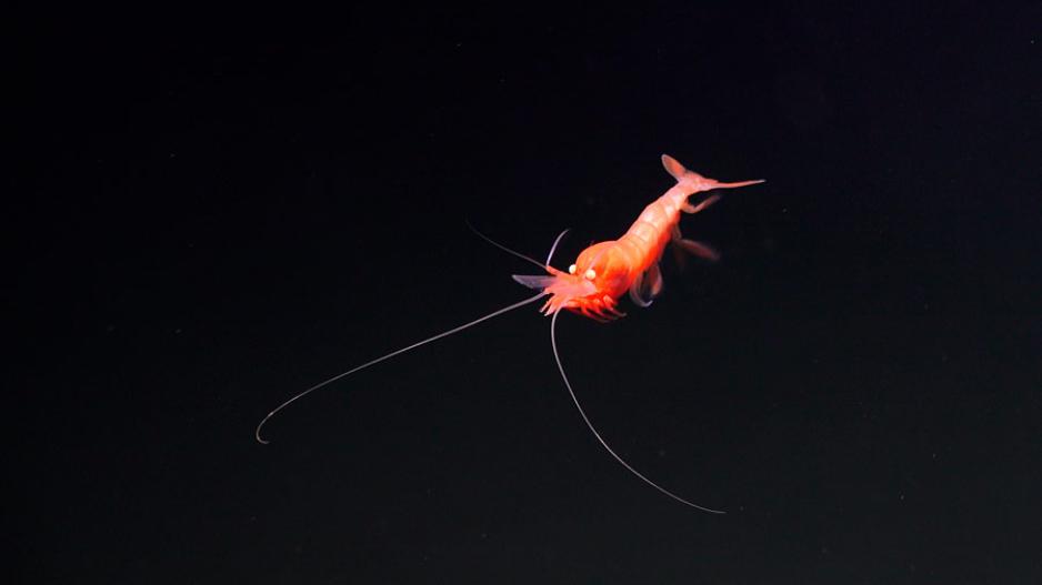 Dette krepsdyret lå først på havbunnen, men begynte plutselig å svømme mot ROV-en, kanskje fordi den var nysgjerrig på lysene? (Alle foto: GoNorth) shrimp GoNorth