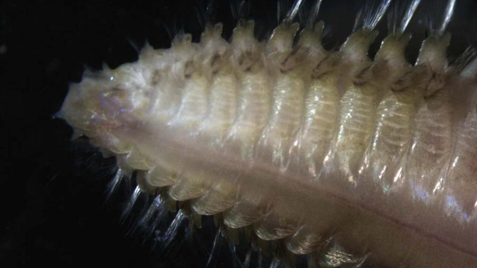 Dette er markens hode. Munnen er på undersiden, siden den spiser andre dyr som lever i sedimentene. Øynene er på toppen, slik at den kan unngå å bli spist. worm head