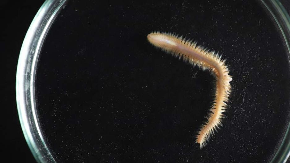 Dette er en flerbørstemark med latinsk navn Aglaophamus malmgreni. Den ble funnet på omtrent 200 meters vanndyp. worm