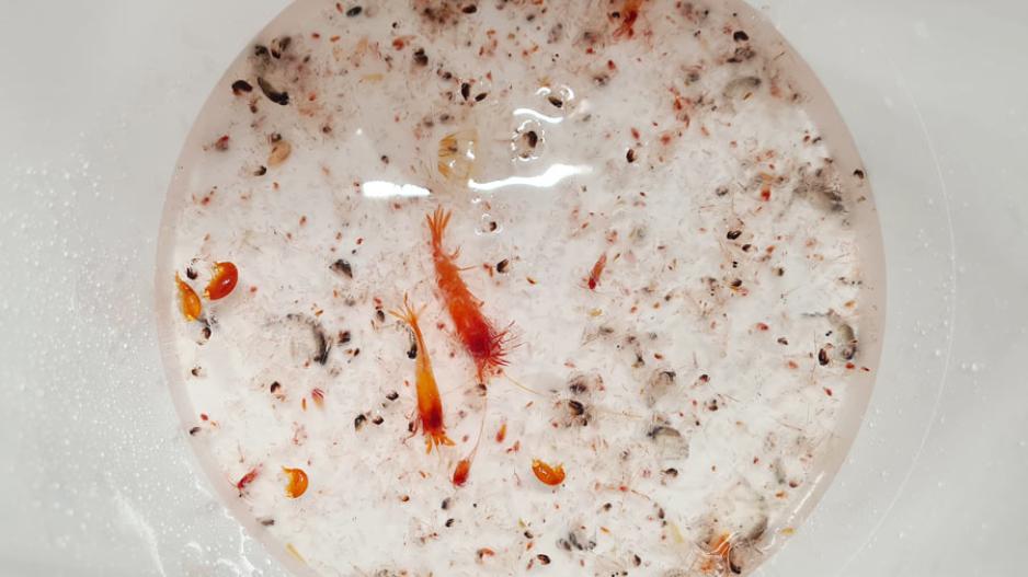 Bildeserie: Disse dyrene ble fanget med et zooplankton-nett. De store røde er krill, de grå/svarte med avrundet rygg er amfipoder, også kjent som tanglopper. De aller minste, så små at de nesten ikke er synlige på bildet, er copepoder, også kjent som hoppekreps. (Alle foto: GoNorth) zooplankton GoNorth