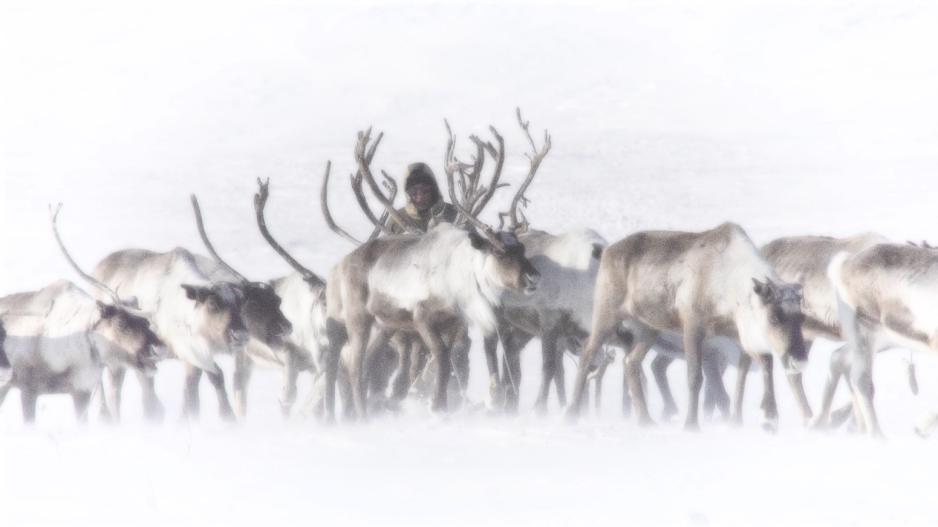Ved kysten til Laptevhavet, en del av Polhavet nord for Øst-Sibir, er det tundra og ingenting annet enn et lite evenkisk urfolkssamfunn, Najba. The Land of Whispering Stars (Belaya zemlya) gir innblikk i denne verdenen: Hva gjør de som bor i landsbyen? Og hvor streifer de etter sin rein? Najba ligger i den russiske republikk Sakha (også kalt Jakutija) – som i utstrekning er verdens største regional-administrative enhet. Regissør Ayaal Adamov er oppvokst i denne delen av det arktiske Russland. >