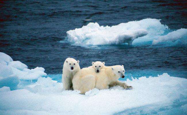 Isbjørn Nordaustlandet