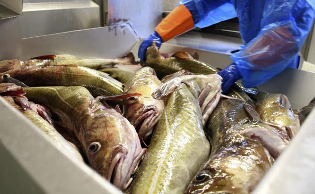 Fiskeindustri. (Foto: Rune Stoltz Bertinussen, Norges Sjømatråd) Fiskeindustri. (Foto: Rune Stoltz Bertinussen, Norges Sjømatråd)