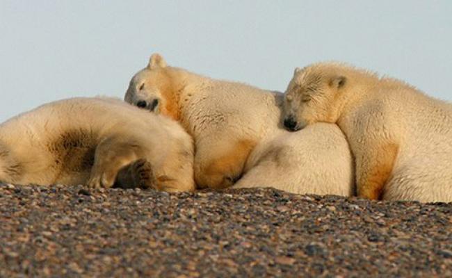Polar bears snuggling, Arctic National Wildlife Refuge. (Photo USFWS)