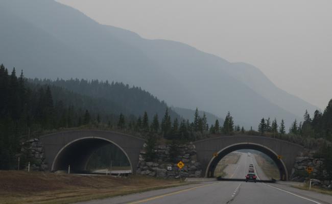 Viltbru i Banff National Park, Canada. (Foto: Haydn Blackey/Flickr) Viltbru i Banff National Park, Canada. (Foto: Haydn Blackey/Flickr)