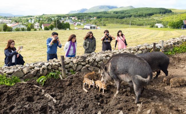 Lofotr Vikingmuseum. (Foto: Kjell-Ove Storvik/Lofotr Vikingmuseum)