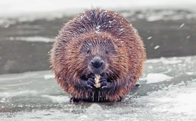 Beaver by the river during winter.