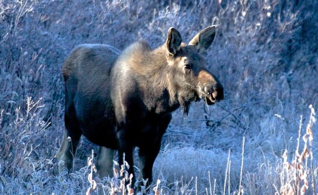 Alaskan moose.
