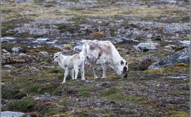 Rein med kalv på Svalbard.