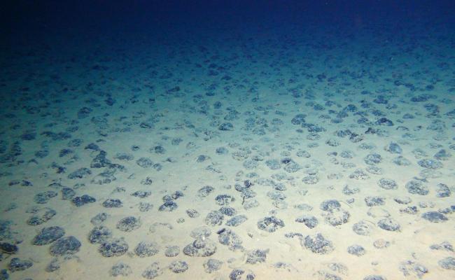 Polymetallic nodules in the Pacific. (Source: ROV-Team, GEOMAR, CC BY 4.0) Polymetallic nodules in the Pacific. (Source: ROV-Team, GEOMAR, CC BY 4.0)