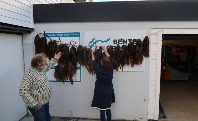 Tare Senter for Marin Restaurering