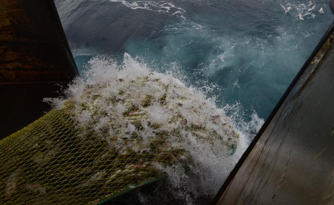 Norge og Færøyenes fiskeriavtale gir nordmenn mulighet til å fiske makrell, lange/blålange og brosme i færøysk farvann – mens færøyingene kan fiske torsk (på bildet), hyse og sei i norsk farvann. (Foto: Kjartan Mæstad/Havforskningsinstituttet)