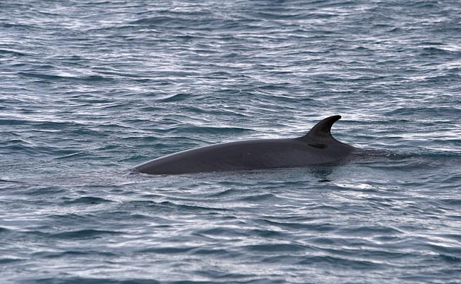 Vågehvalen i Nord-Atlanteren er grunnlaget for den norske småhvalfangsten som startet på slutten av 1920-tallet. Den kan bli rundt 9 meter lang, veier omtrent 5-8 tonn og er lett gjenkjennelig på de hvite båndene over sveivene. (Foto: Kjell-Arne Fagerheim/Havforskningsinstituttet)