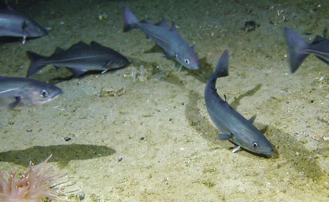 Seien i Barentshavet har lavere verdier av miljøgifter enn sine artsfrender i Norskehavet. (Foto: Mareano/Havforskningsinstituttet) Seien i Barentshavet har lavere verdier av miljøgifter enn sine artsfrender i Norskehavet. (Foto: Mareano/Havforskningsinstituttet)