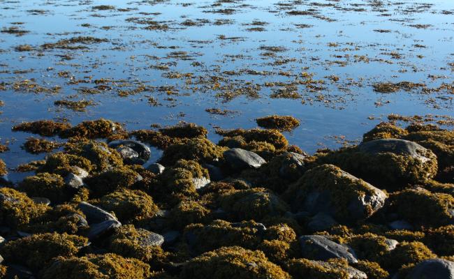There is a high level of public engagement to stop polluting the ocean, however, ocean acidification ocean may pose an even larger problem in the future. (Photo: Elisabeth Bergquist) Tang og tare