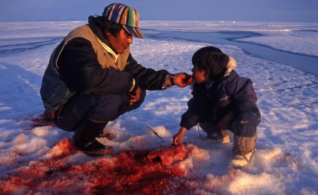 Inuit hunter feeds his child with still warm meat from just hunted ring seal near Pond Inlet, Nunavut, Canada. (Photo: Peter Prokosch, GRID Arendal) Seljakt