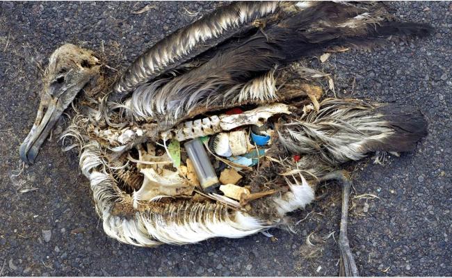 fugl med plast i magen