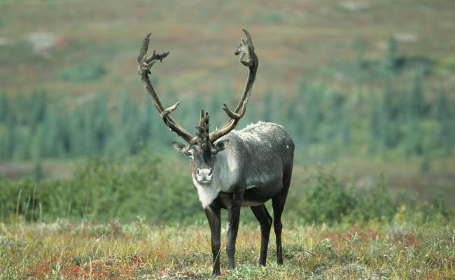 Caribou