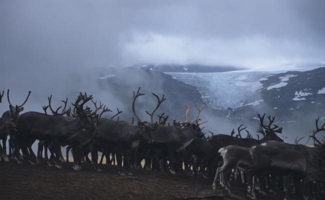 Rein - Settes det ut bjørn i Rago, så er det over og ut for reindriften, tror filmskaperen Larsen.