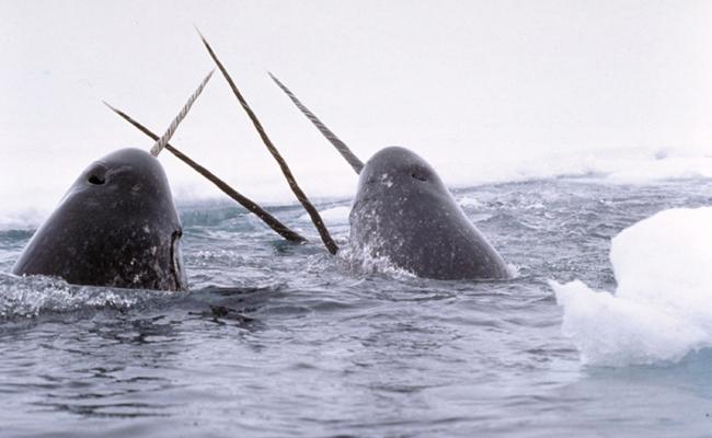 Narhval er en viktig ressurs for inuittkulturen. (Foto: Wikipedia). Narhval er en viktig ressurs for inuittkulturen. (Foto: Wikipedia).