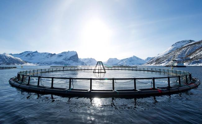 Laks- og ørret får lavere eksportavgift fra 1. januar 2016. (Foto: Johan Wildhagen/Norges Sjømatråd)
