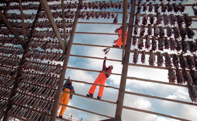Skrei, hjell, tørrfisk, Lofoten.  (Foto: jean Gaumy/Norges sjømatråd)