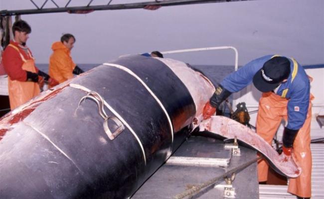 En vågehval flenses. Havforskningsinstituttet har registrert tynnere spekklag hos vågehval i hele perioden fra 1993 til 2013, og spekket var på det tynneste i perioden 2011–2013. (Foto: Bjørn Tore Forberg, Havforskningsinstituttet)