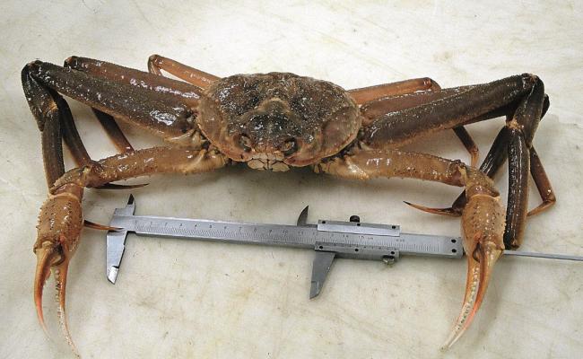 Norge har råderetten over snøkrabbene i Svalbardsonen, og kan sende bort fartøy frea EU-land som fisker der, slår norsk Høyesterett fast. (Foto: Havforskningsinstituttet).