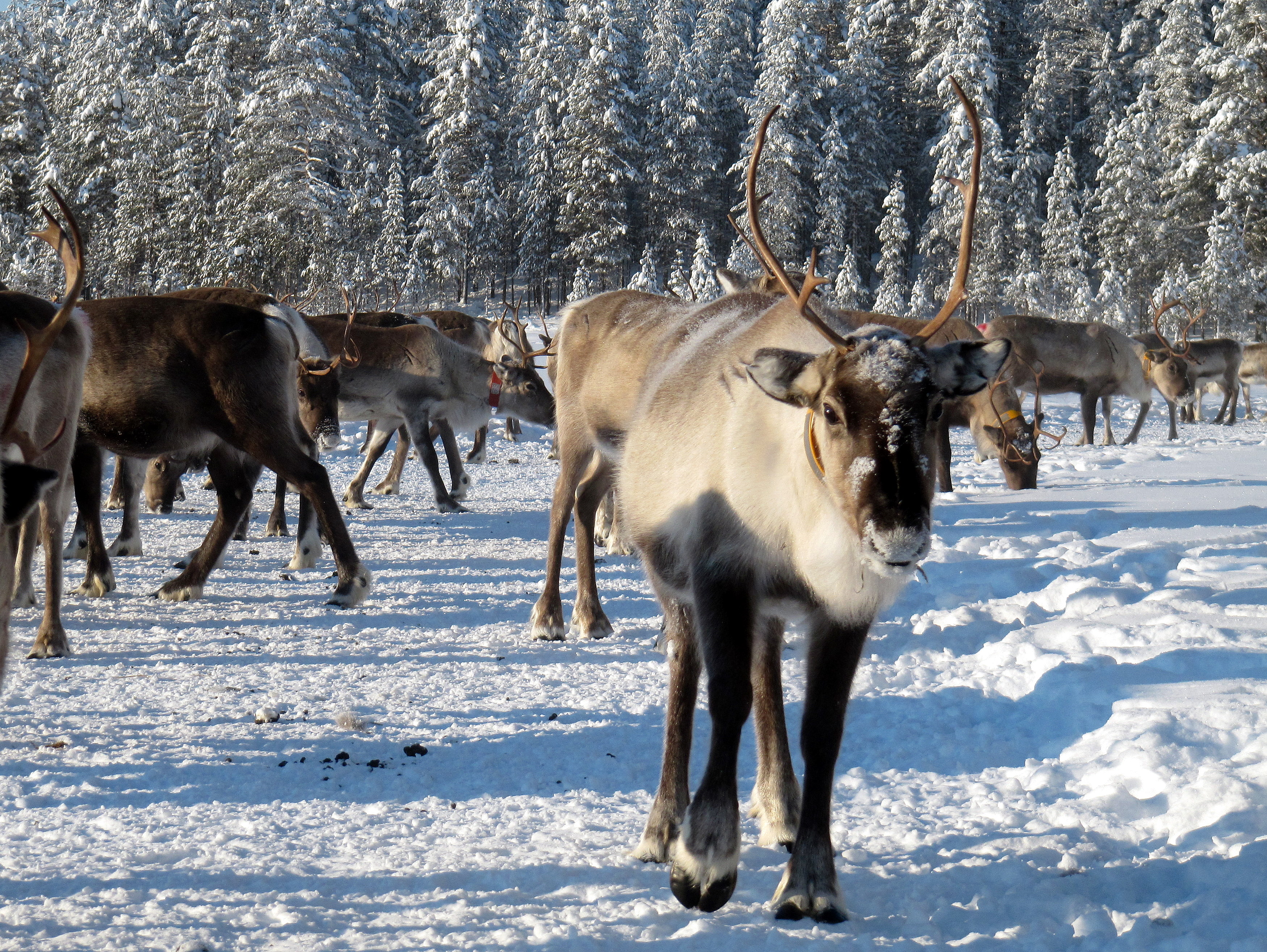 OBS! Foto fra Arctic Deeply. A reindeer herd seen in northern Finland. (Photo: Flickr/RukaKuusamo.com)